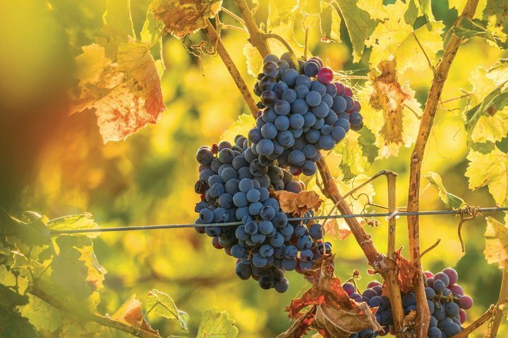 Hunter Valley Wine Tour from Sydney