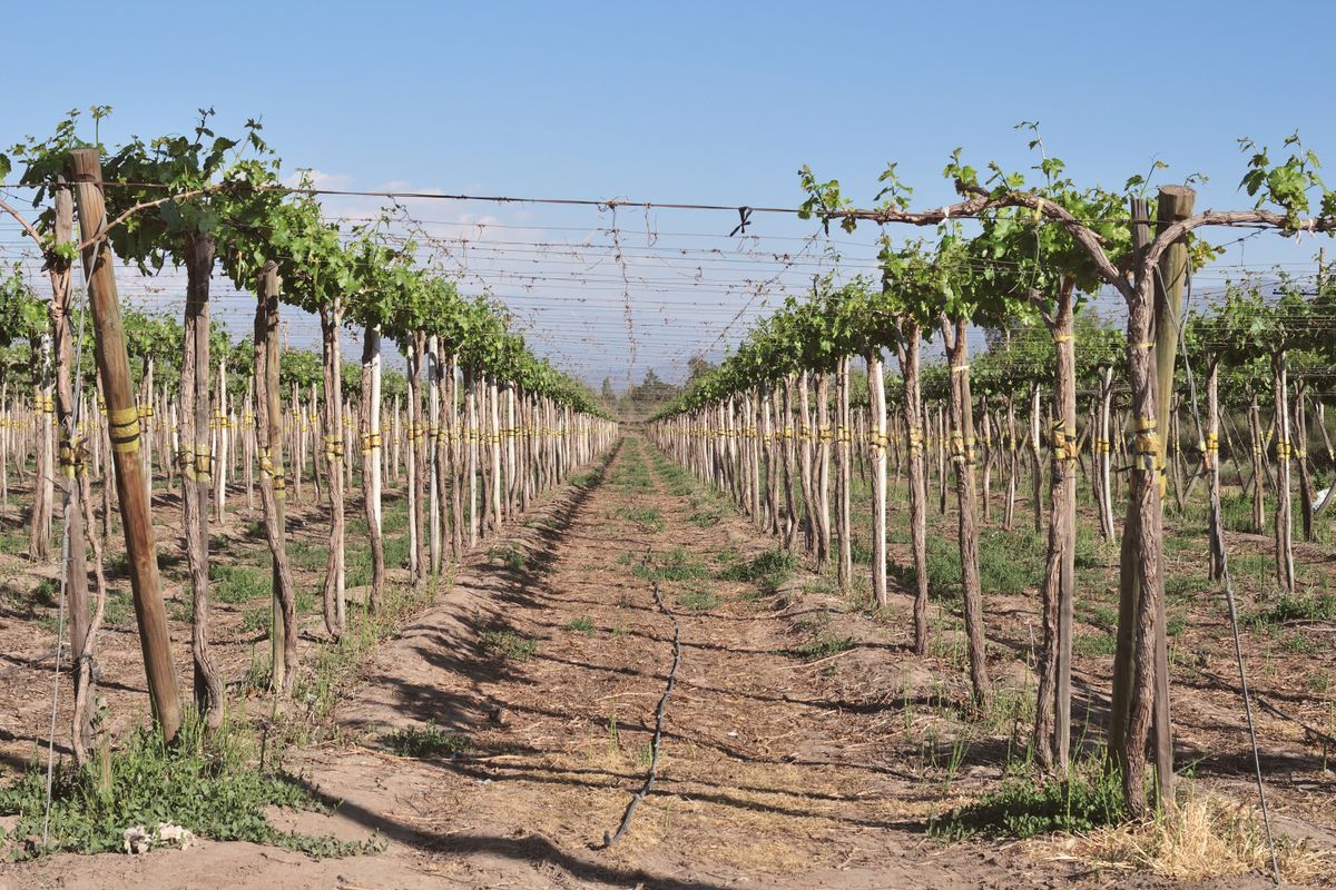 Clare Valley - Vines & Plates