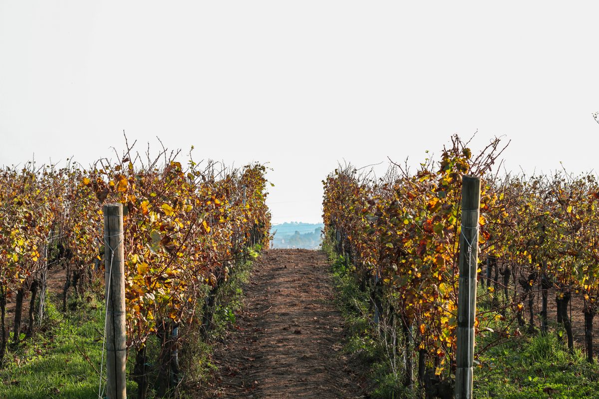 Swan Valley and Margaret River vineyards contrasted near Perth