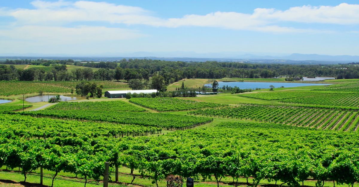 Swan Valley vineyards