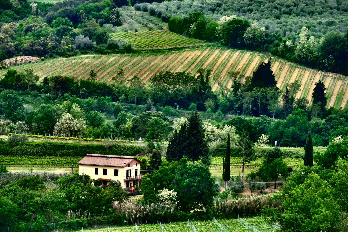 Tamar Valley wine region Tasmania