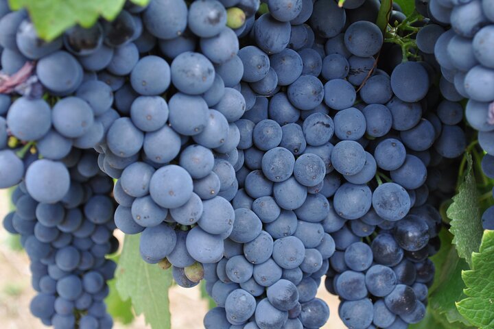 Barossa Valley vineyard rows and cellar-door buildings in South Australia
