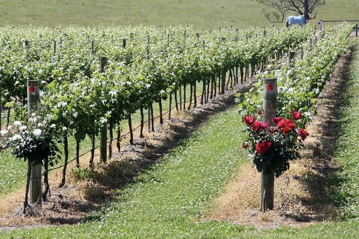 Vineyard rows and cellar-door buildings in the Hunter Valley, New South Wales