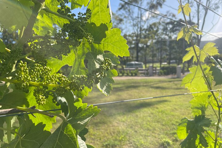 Vineyard rows and cellar-door terrace in the Hunter Valley, New South Wales