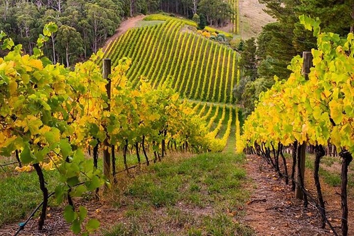 Vineyard slopes and tree-lined roads in the Adelaide Hills wine region, South Australia