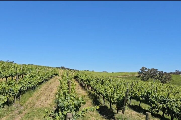 Adelaide Hills vineyard country on a wine touring day from Adelaide