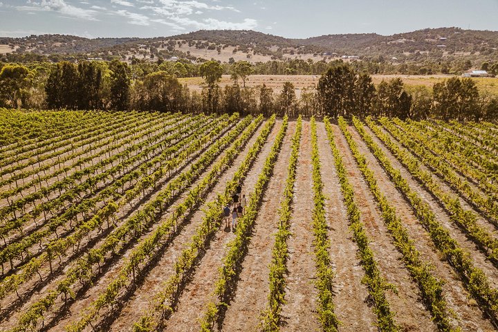 Vineyard rows and cellar-door buildings in Western Australia's Swan Valley wine region
