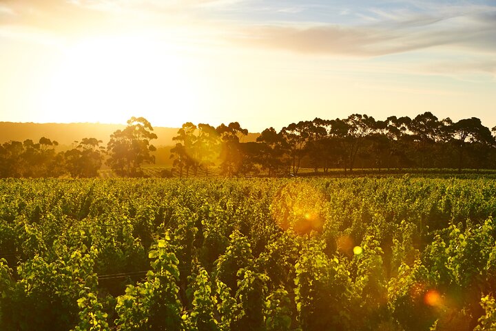 Vineyard and cellar setting in Margaret River, Western Australia