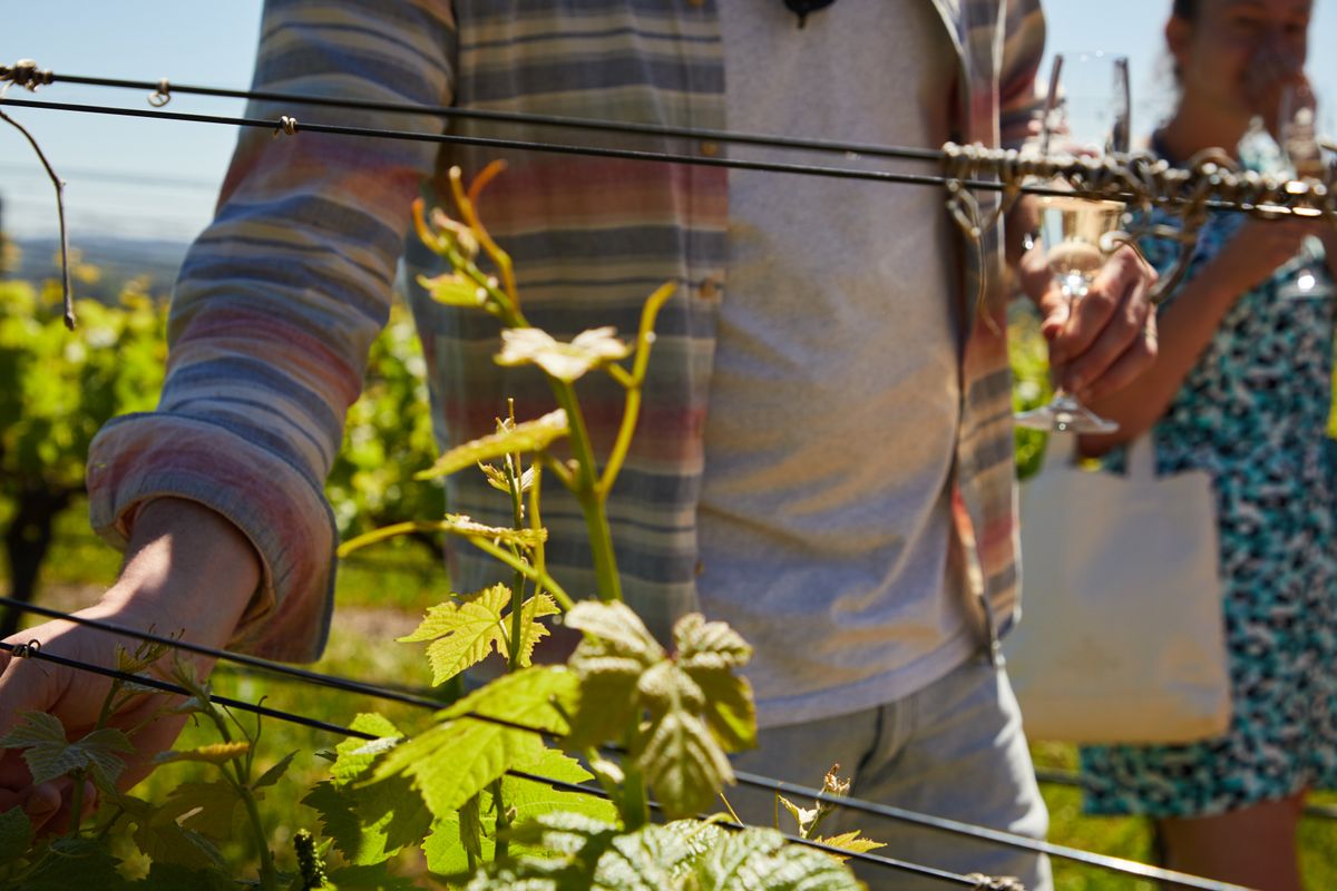 Wine Tasting Tours Australia  -  Vines & Plates Wine Region